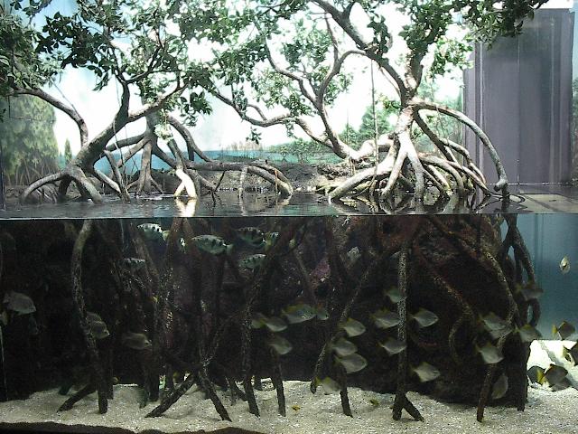 Mangrovenbecken